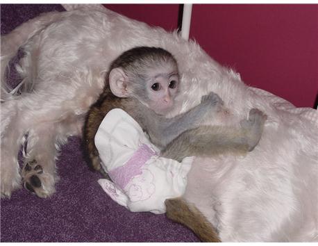 Bebek Capuchin Monkeys