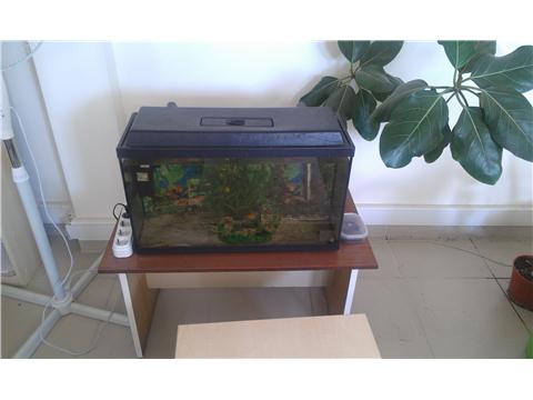 Acil 90x30x60 cm boyutlarındaki akvaryumu artık bakamadığımdan takas yapmak istiyorum.