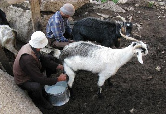 keçi sütü