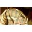 Burberry L beden mont