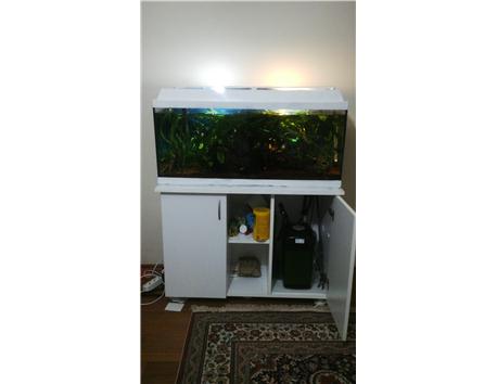 Bitki Akvaryumu Takaslı