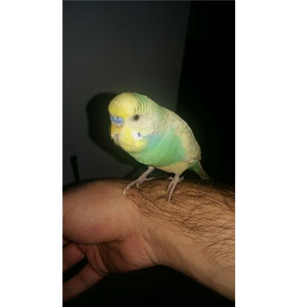 Egitimli.kus
