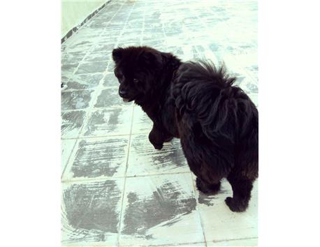Chow chow (Çin aslanı)