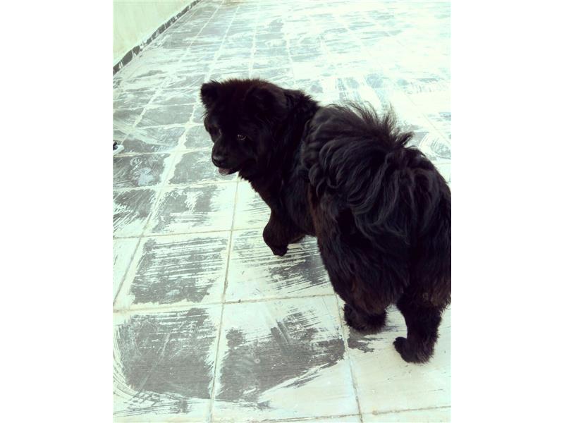 Chow chow (Çin aslanı)