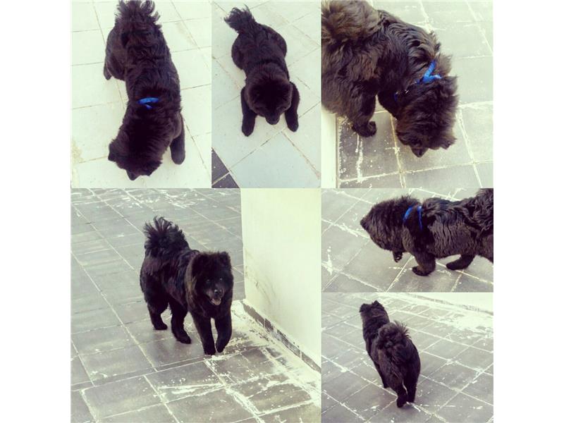 Chow chow (Çin aslanı)