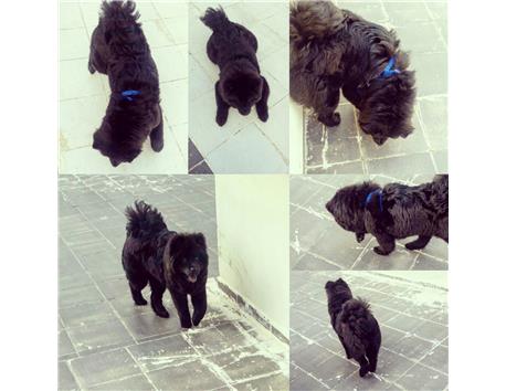 Chow chow (Çin aslanı)