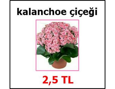kalanchoe çiçeği(HEDİYELİDİR)