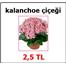 kalanchoe çiçeği(HEDİYELİDİR)