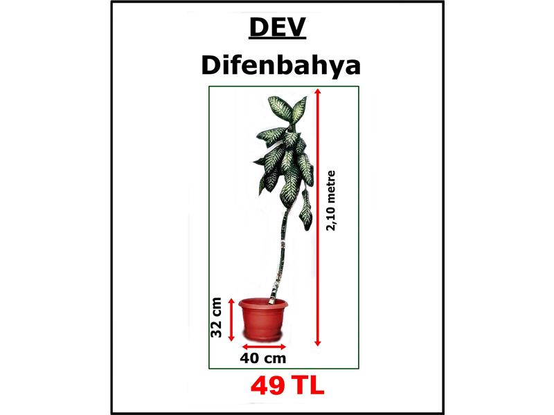 DEV salon bitkisi - antalya(HEEDİYELİDİR)