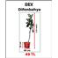 DEV salon bitkisi - antalya(HEEDİYELİDİR)