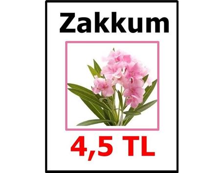 PEMBE ZAKKUM-HEDİYELİDİR-Antalya