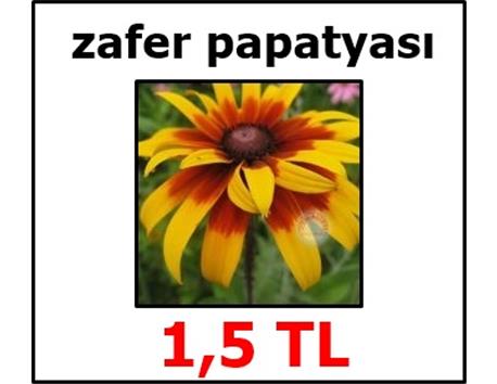 zafer papatyası(HEDİYELİDİR)