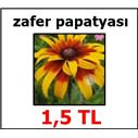 zafer papatyası(HEDİYELİDİR)