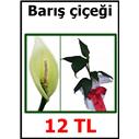 barış çiçeği(HEDİYELİDİR)