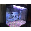 60 CM TEK CAM İTHAL AKVARYUM