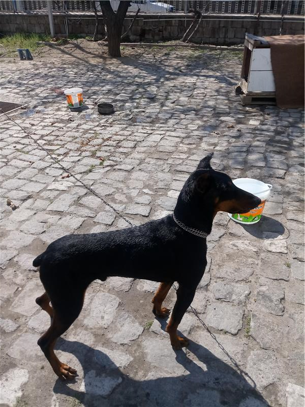 2 yaşında erkek doberman