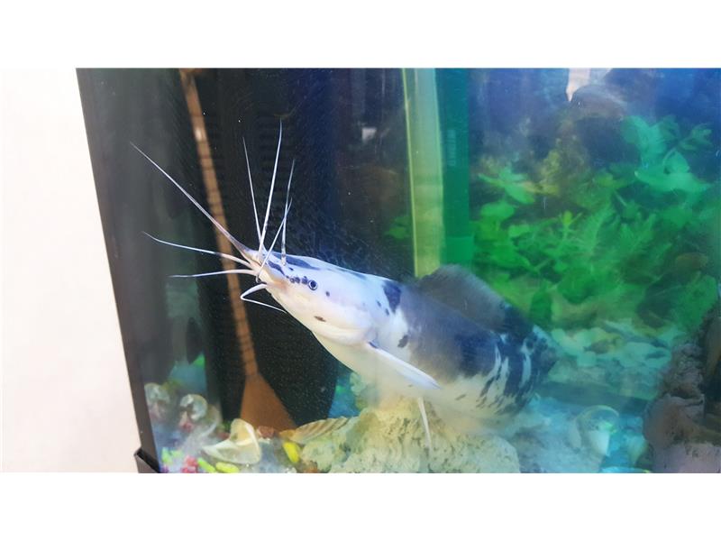 Satılık kedi balığı