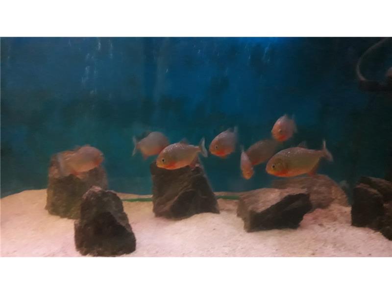 NATTERİ PİRANA KOMPLE AKVARYUM SET İLE