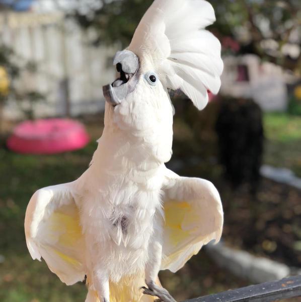 cockatoo parrots for sale