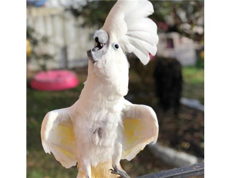 cockatoo parrots for sale