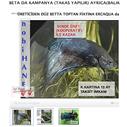 BETA DE KAMPANYA (TAKAS YAPILIR) AYRICA     BALIKLARINIZALINIR     Bütün balıklarımız veteriner kontrollü, faturalı ve irsaliyelidir ayrıca 