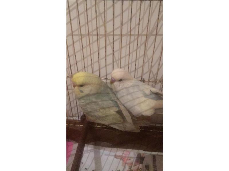 Papaganla takas olur 3 adet muhabbetkusu