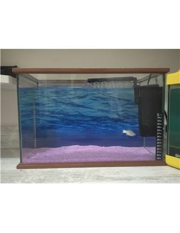 İki tane akvaryum beyaz balikli 20 litre sari olan 10 litre