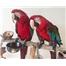 Amerika papağanı papağanları evlat edinme ücretsiz