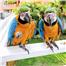 Evlat edinme için ücretsiz Amerika Papağanı Papağanları 