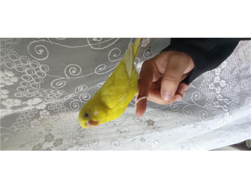 Muhabbet kuşu 
