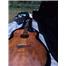 Dean marka jumbo Hard case 
