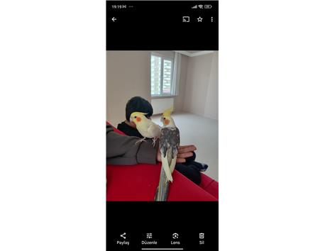 Sultan papağanı takas herhangibç yür papağan ile
