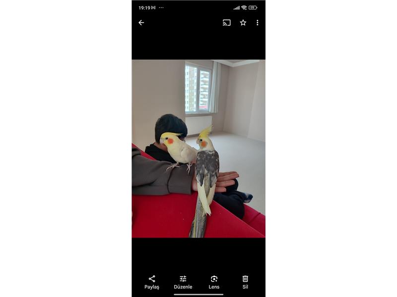 Sultan papağanı takas herhangibç yür papağan ile