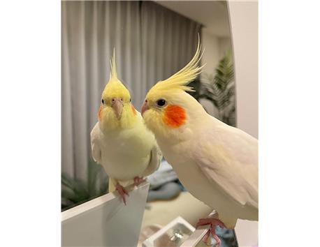 Beautiful Cockatiels are available for immediate and free adoption.