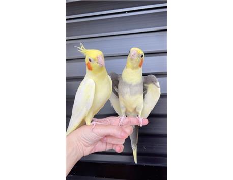 Beautiful Cockatiels are available for immediate and free adoption.