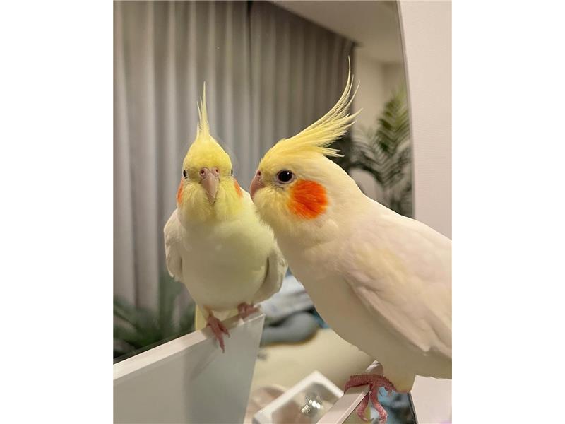 Beautiful Cockatiels are available for immediate and free adoption.