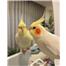 Beautiful Cockatiels are available for immediate and free adoption.