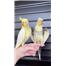 Beautiful Cockatiels are available for immediate and free adoption.